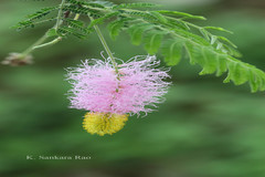 Dichrostachys cinerea